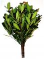  Bay Leaf Branches 10/bag  (SOLD OUT FOR SEASON) 