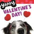  Yappy Valentine's Day! 