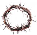  Crown of Thorns 13" 