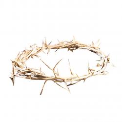  Crown of Thorns 6 inch 
