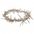  Crown of Thorns 11 inch 